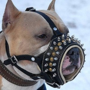 Дизайнерский кожаный намордник с шипами для амстаффа «Fashion»